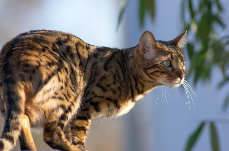 Bengal Cat Дикая