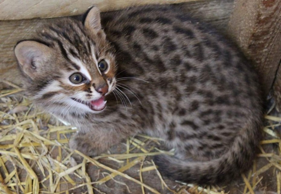 Амурский Лесной кот