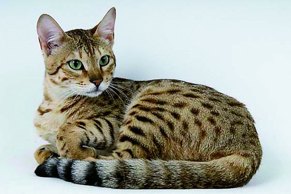 Амурский камышовый кот