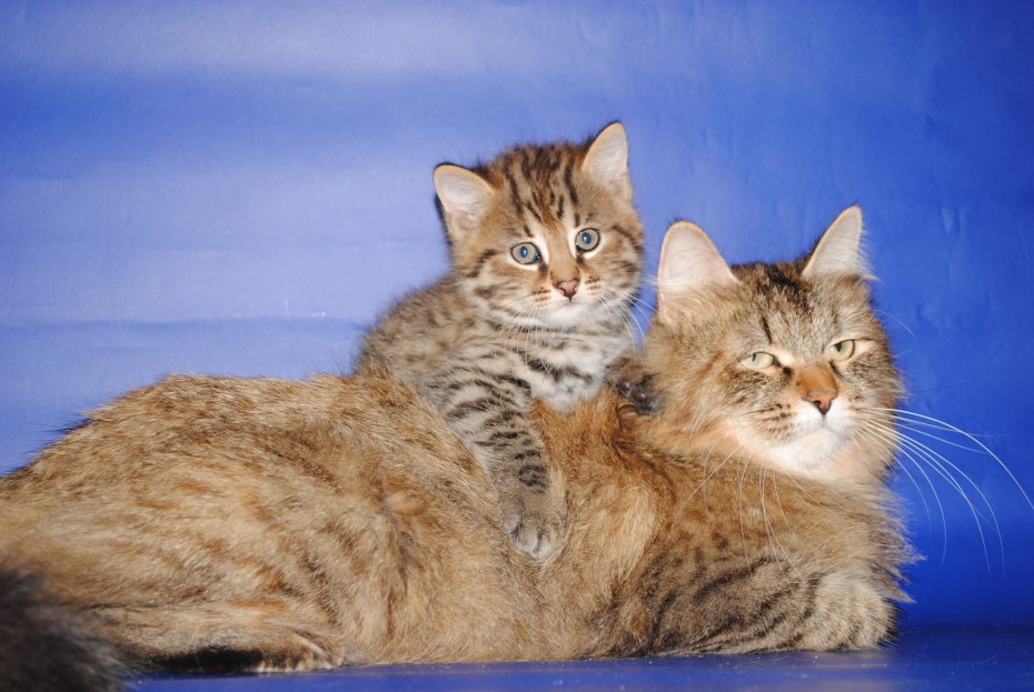 Дальневосточный Лесной кот (Prionailurus bengalensis euptilurus)