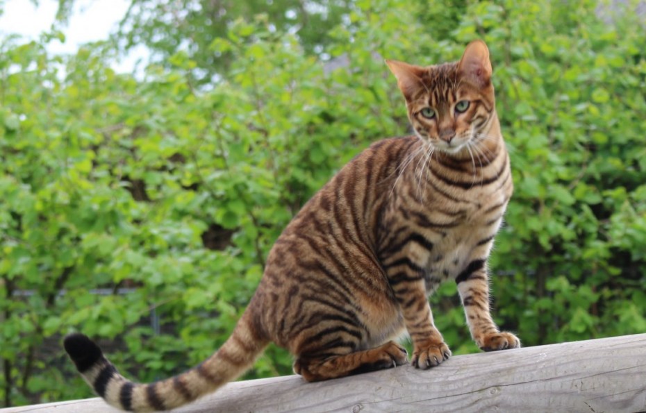 Prionailurus bengalensis