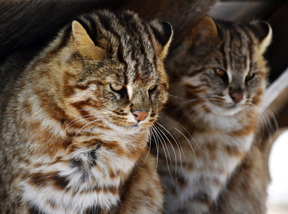 ДЛК кошка
