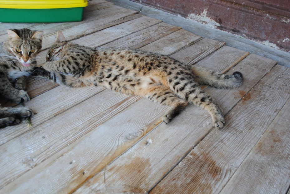 Амурский Лесной кот