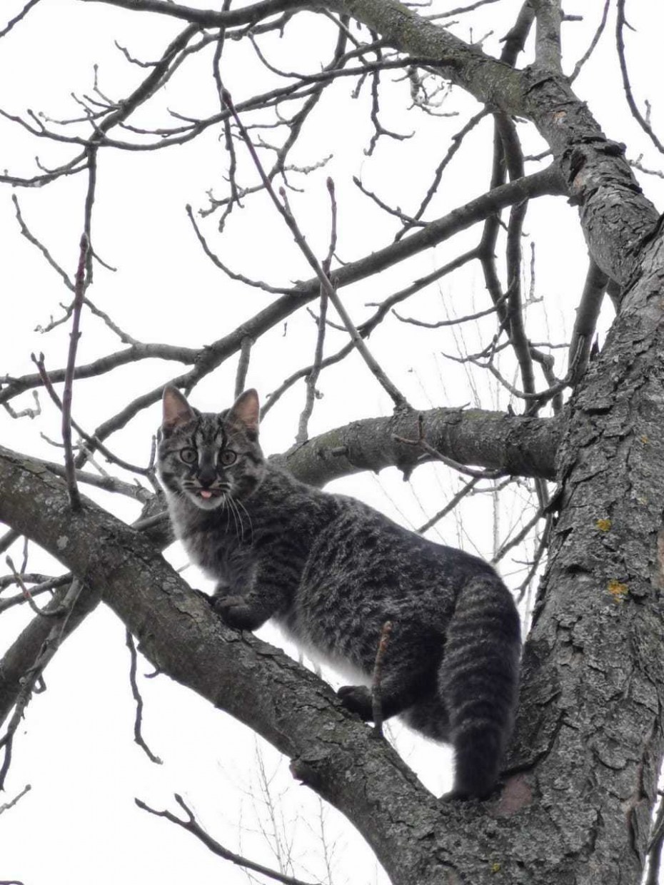 Дальневосточный Амурский Лесной кот