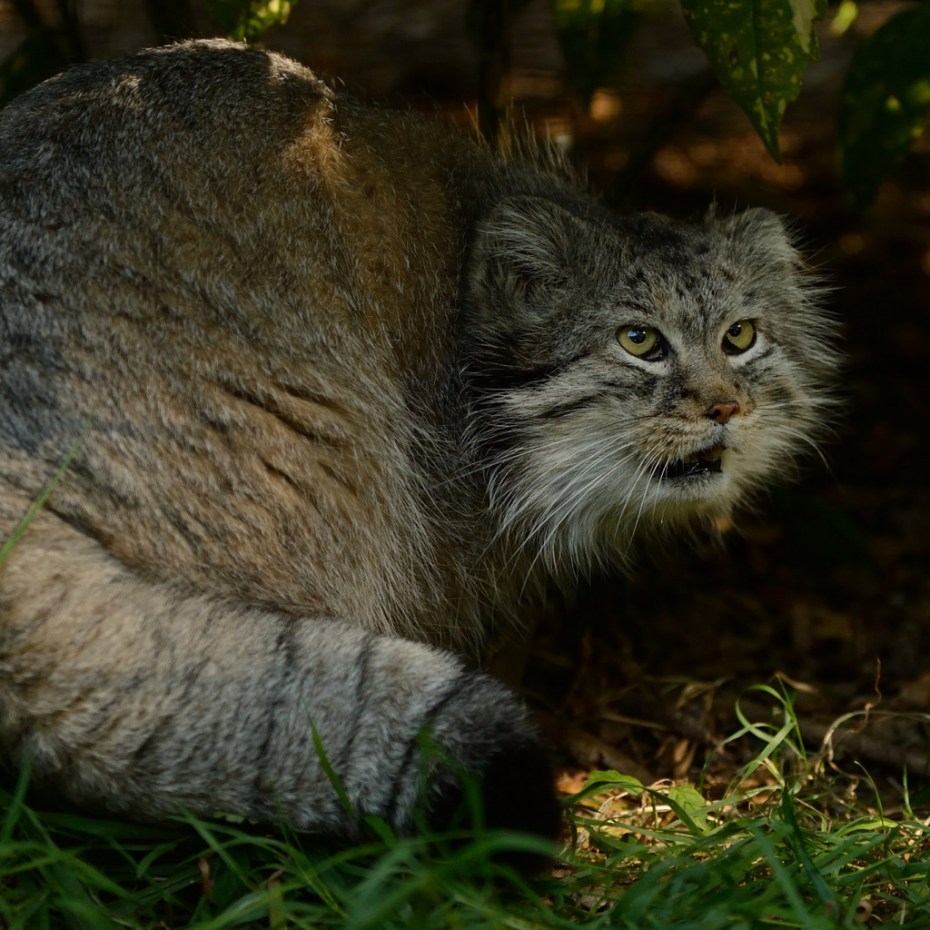 Кошка Моника рысёнок