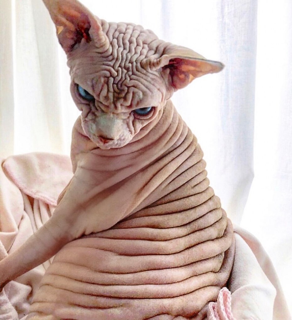Самый страшный кот