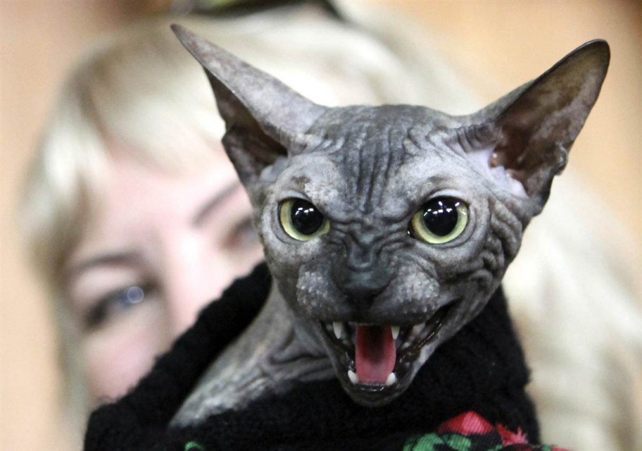Страшные котики