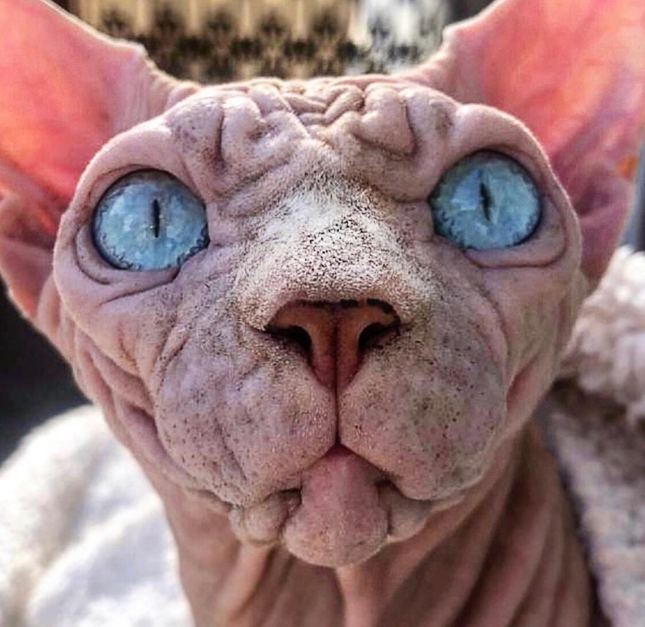Уродливый кот