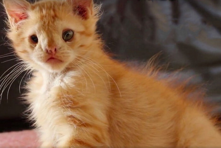 Смешные мокрые коты
