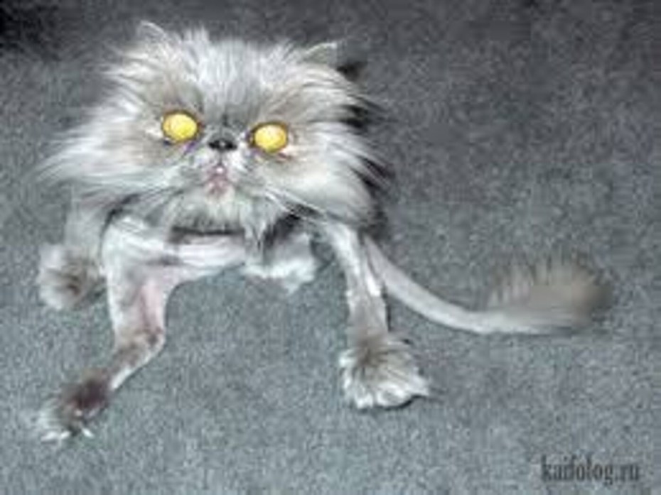 Страшные кошки