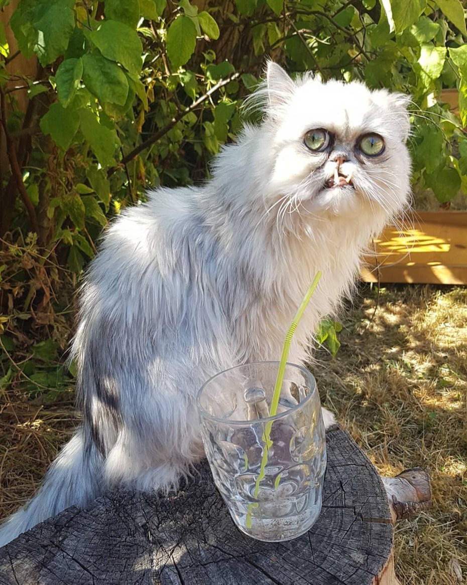 Самый страшный кот