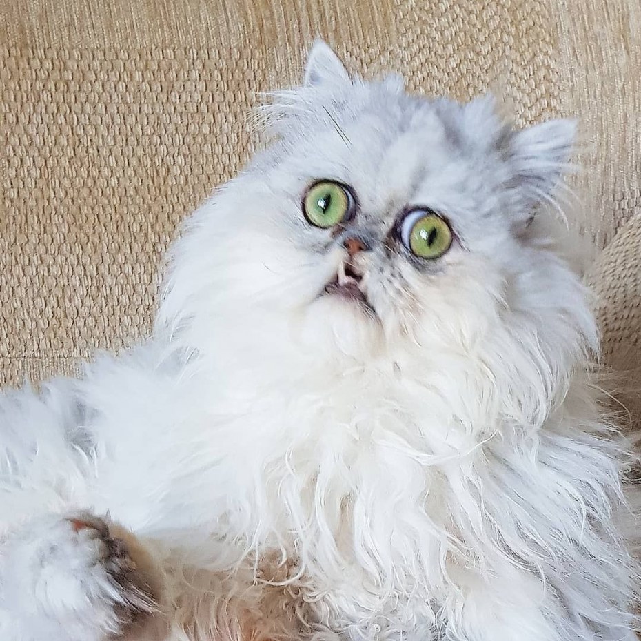 Страшный кот