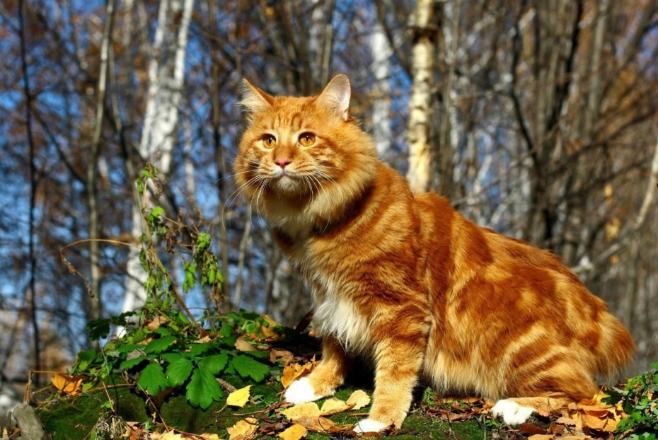 Курильский бобтейл кошка