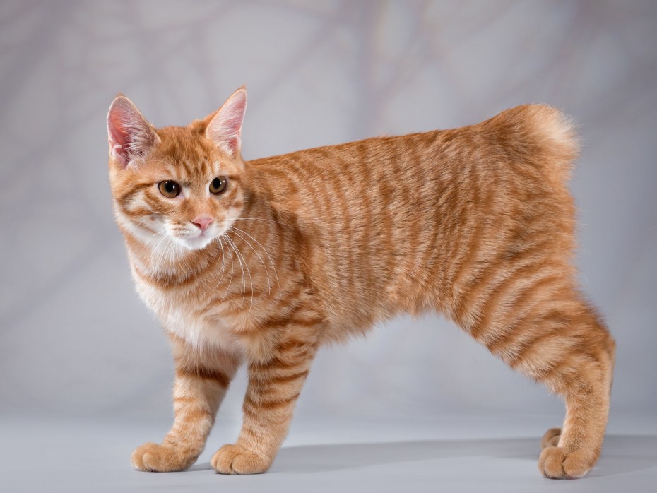 Коты Курильский бобтейл