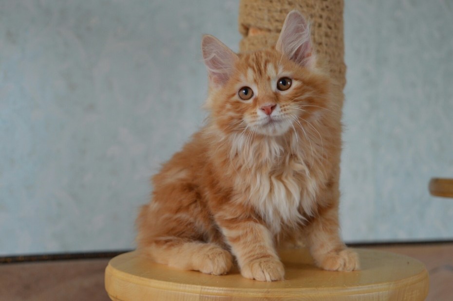 Курильский бобтейл кошка