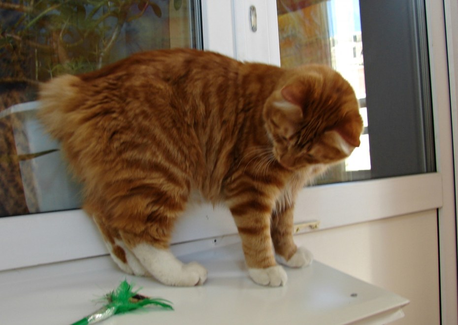Коты Курильский бобтейл