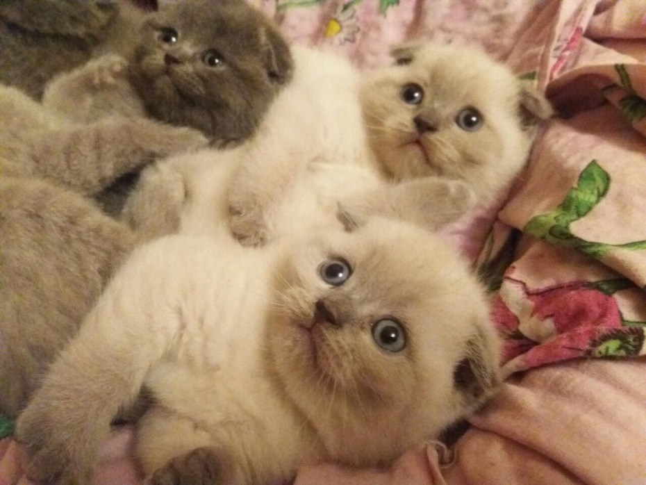 Шотландская вислоухая кошка окрас Блю поинт