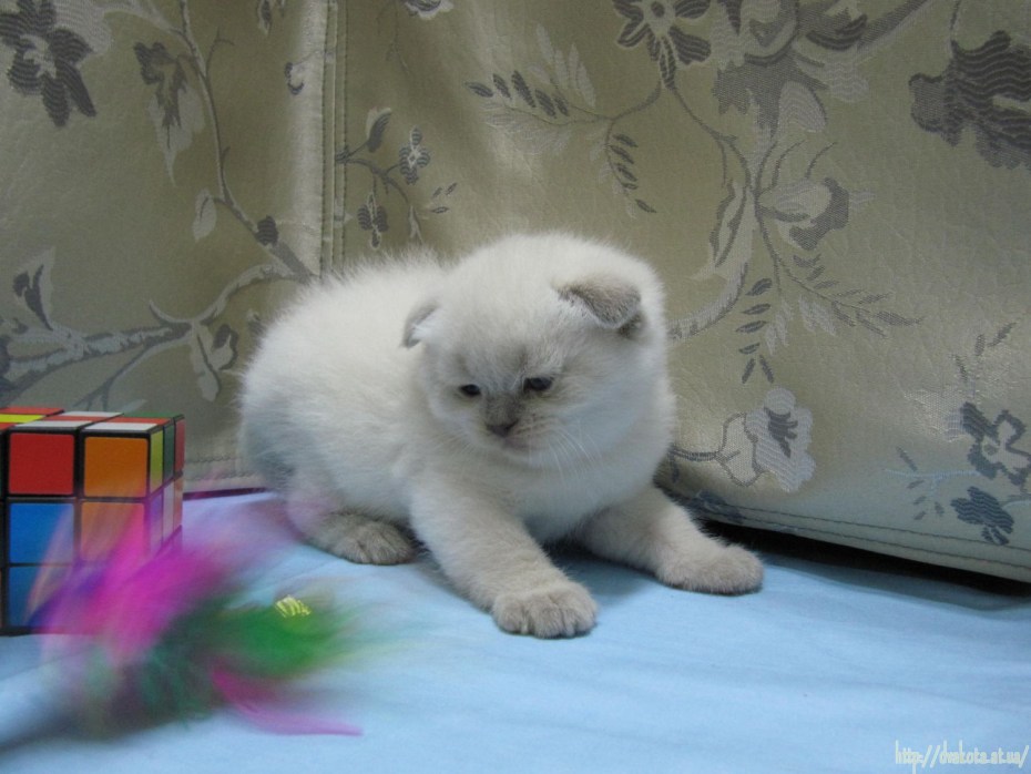Блю поинт шотландский вислоухий
