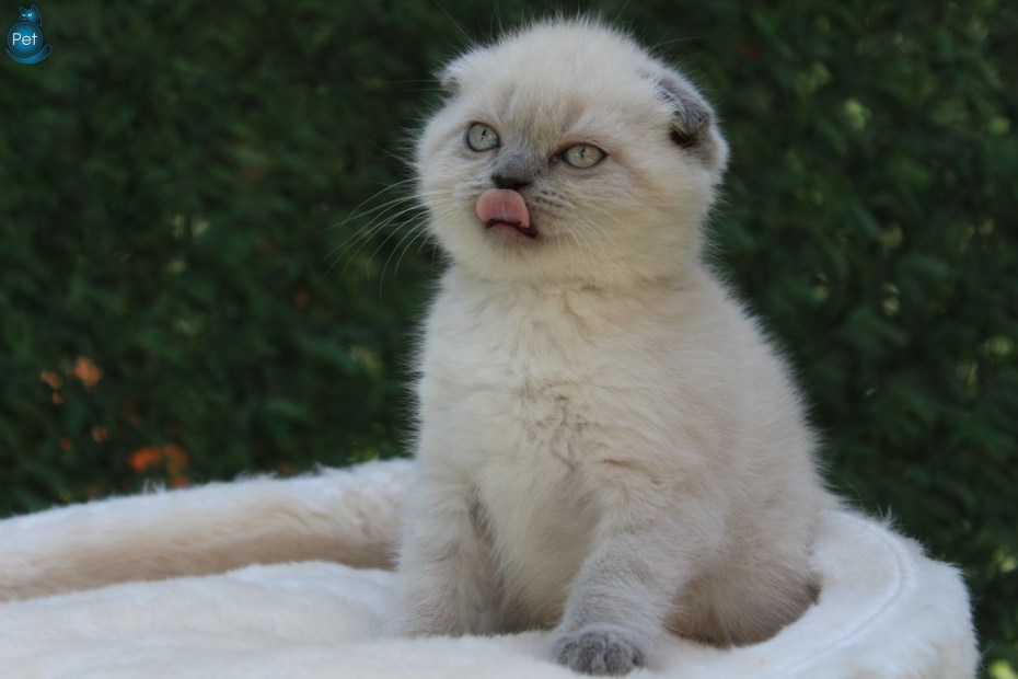 Scottish Fold Blue point