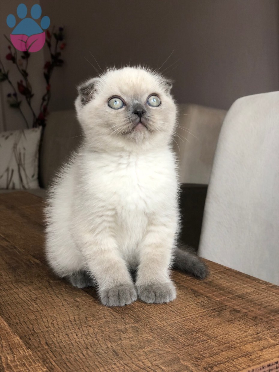 Шотландская вислоухая кошка окрас Блю поинт