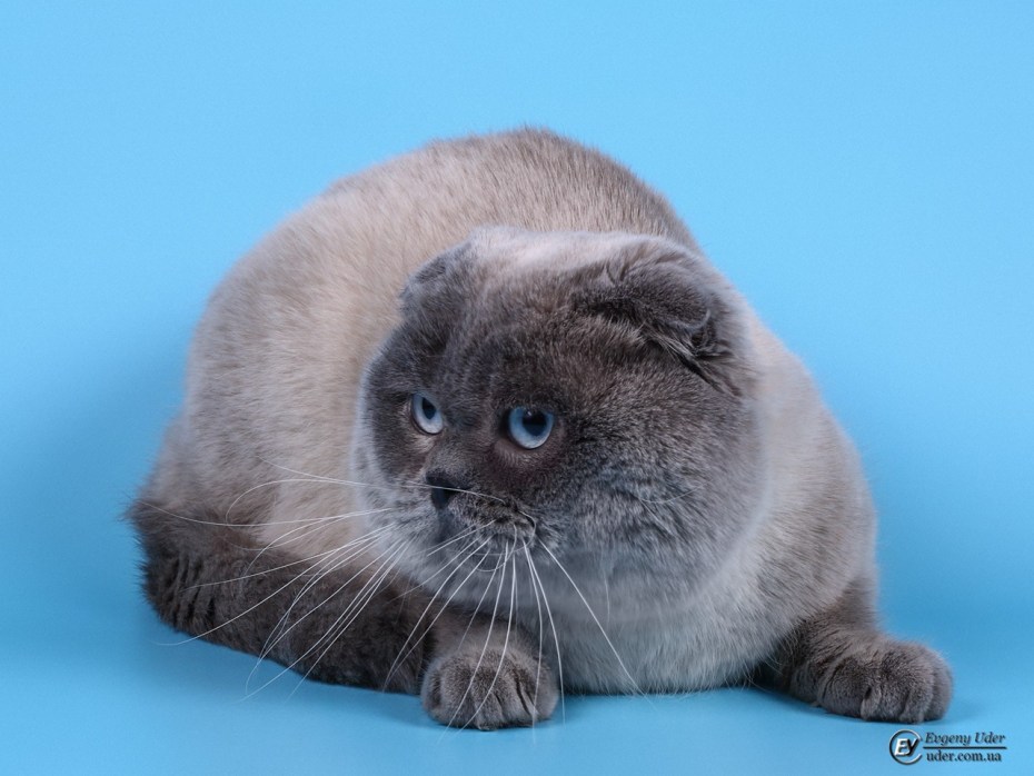 Скоттиш страйт Блю поинт