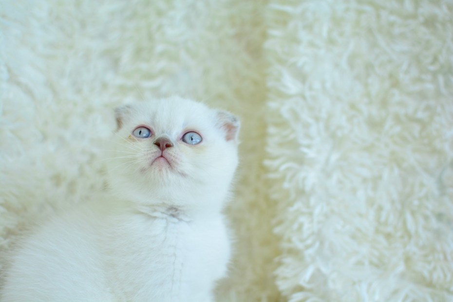Блю Пойнт вислоухие котята