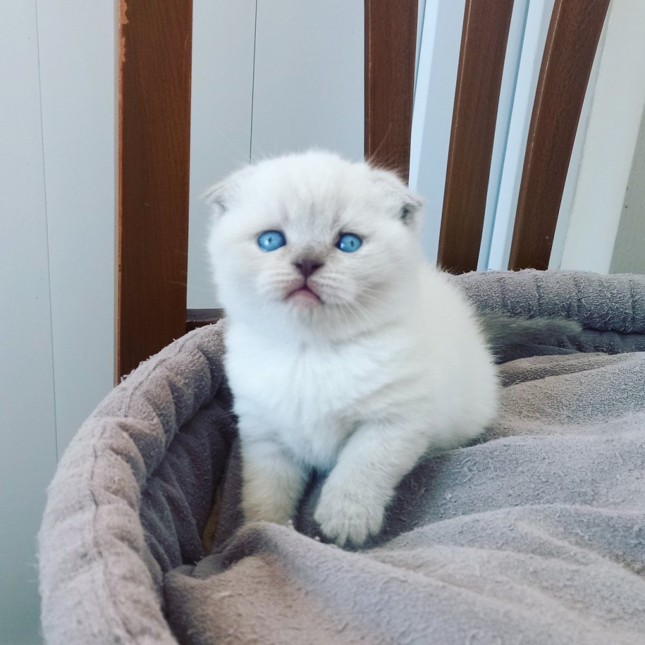 Шотландская вислоухая кошка котята Color point