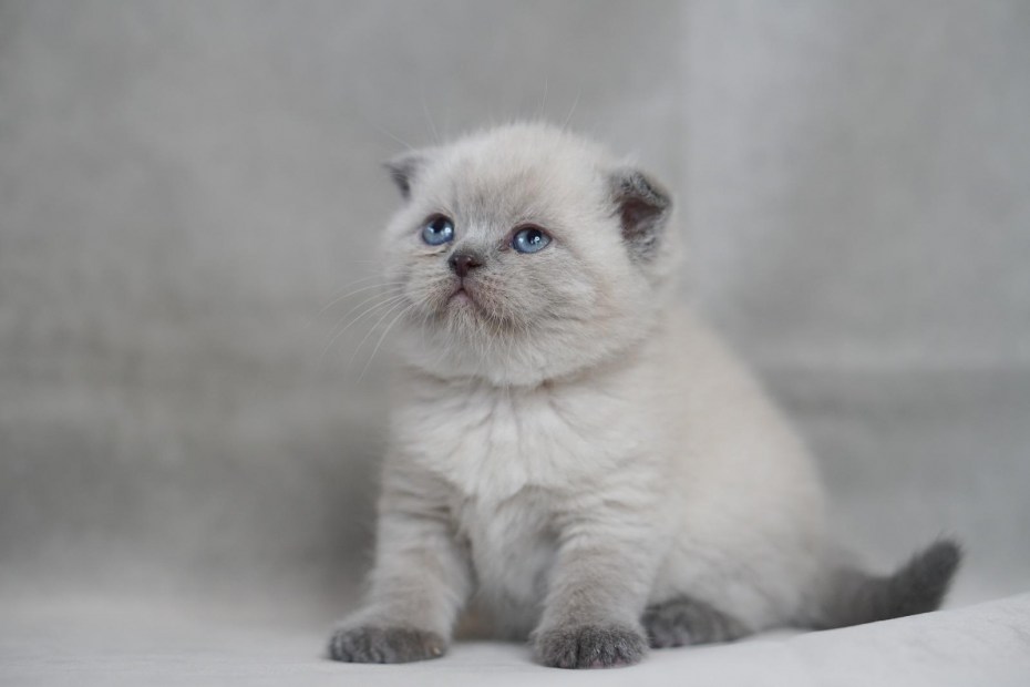 Scottish Fold Blue point