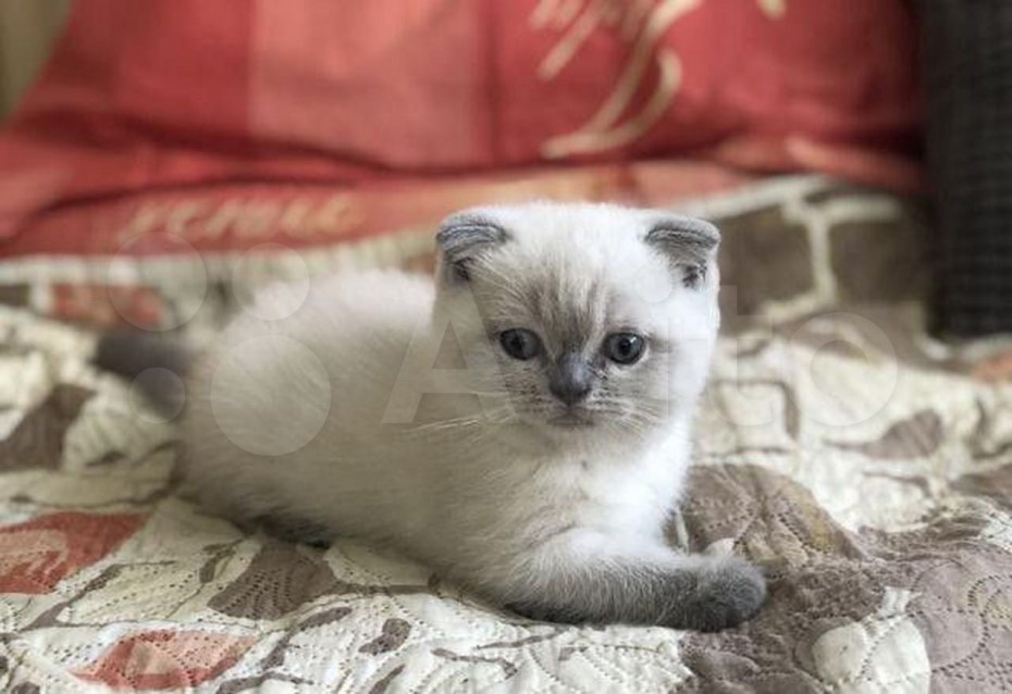 Блю поинт шотландский вислоухий