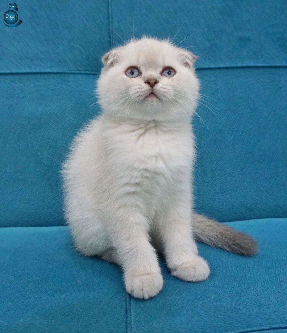 Блю поинт шотландский вислоухий котенок