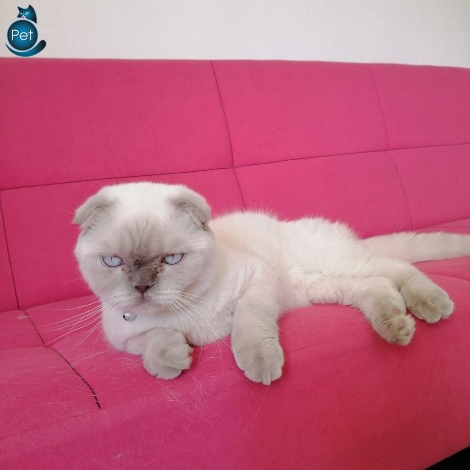 Scottish Fold Blue point