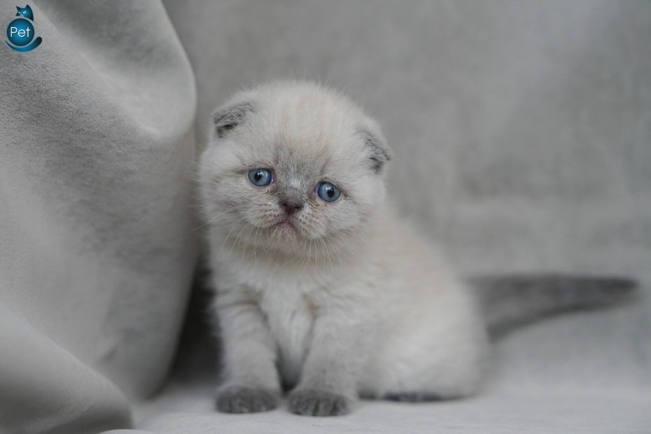 Scottish Fold Blue point