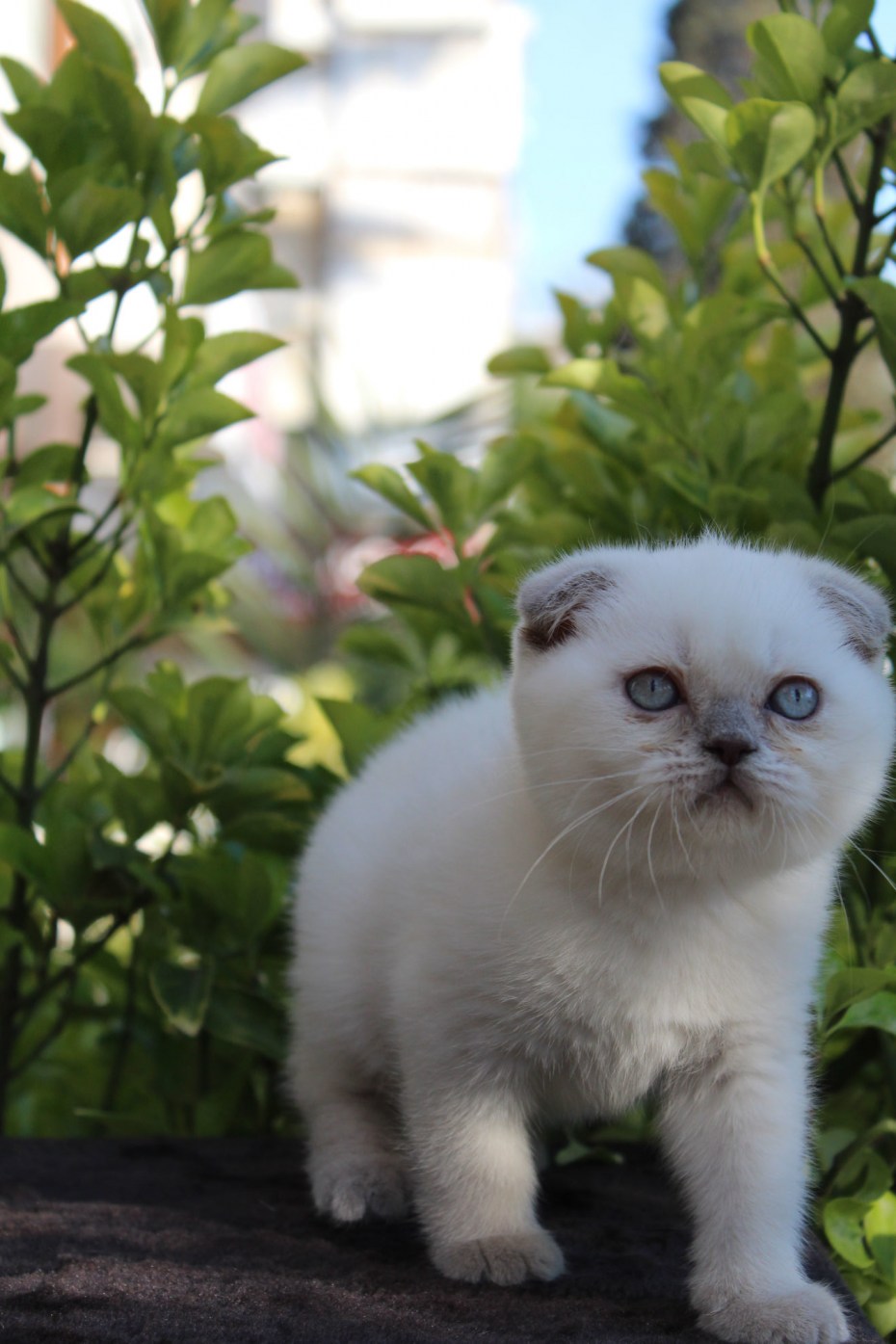 Скоттиш фолд Блю поинт