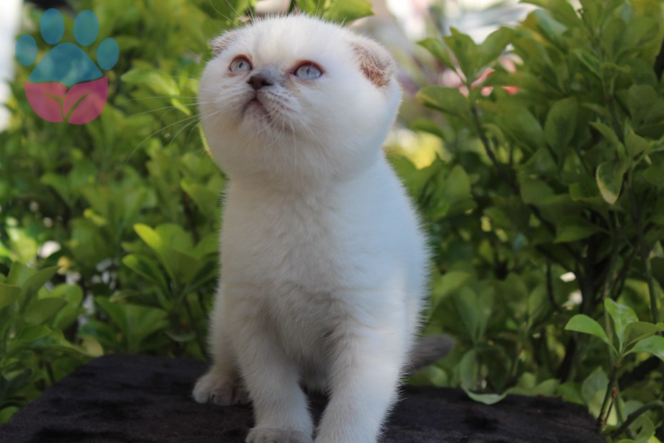 Кот шиншилла Блю поинт