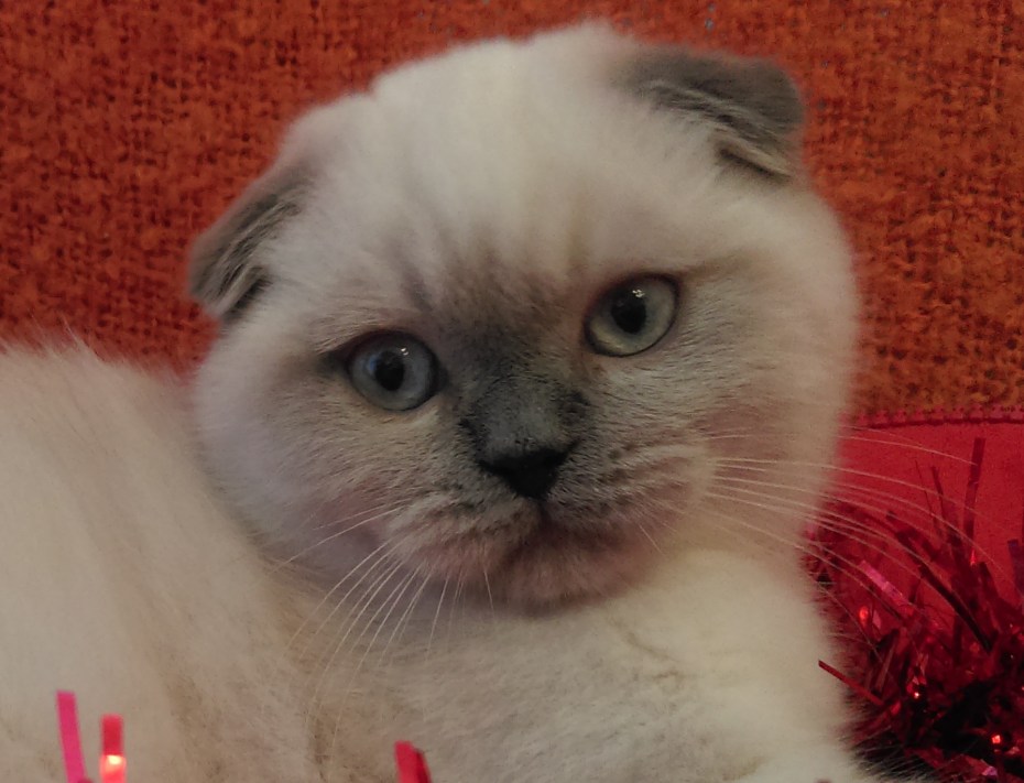 Шотландские котята Блю Пойнт