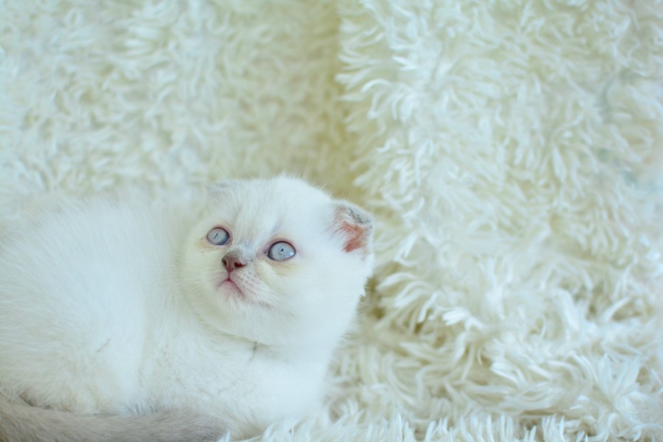 Scottish Fold Blue point