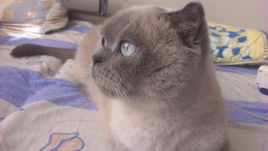 Шотландские котята Блю поинт прямоухие