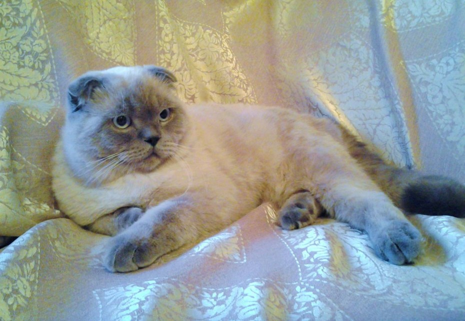 Blue point Yavru kedi