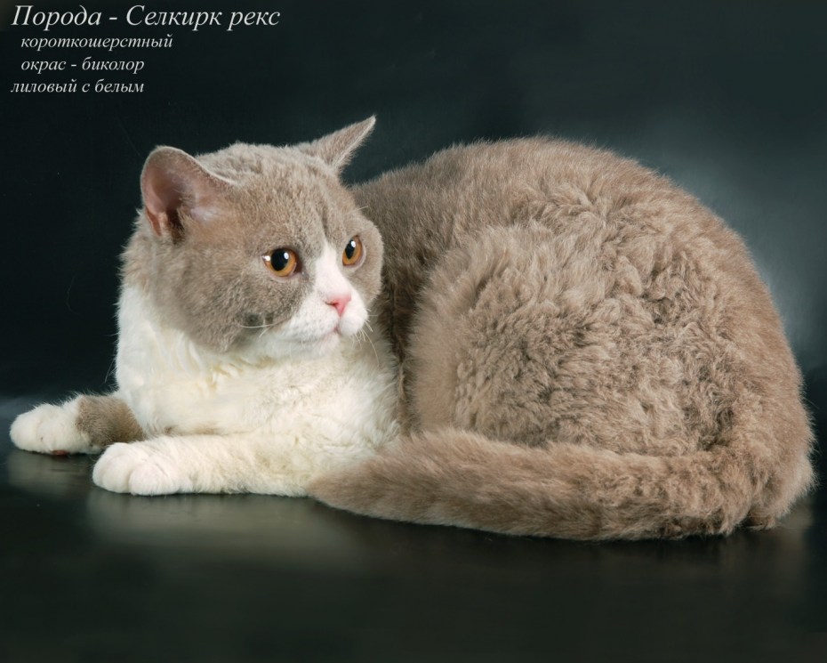 Кошка Селкирк рекс кудрявая