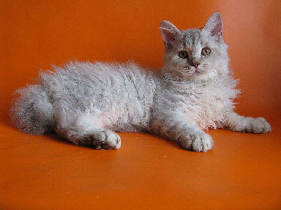 Кот Селкирк рекс
