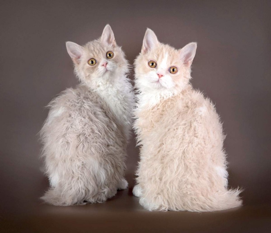 Кот Селкирк рекс