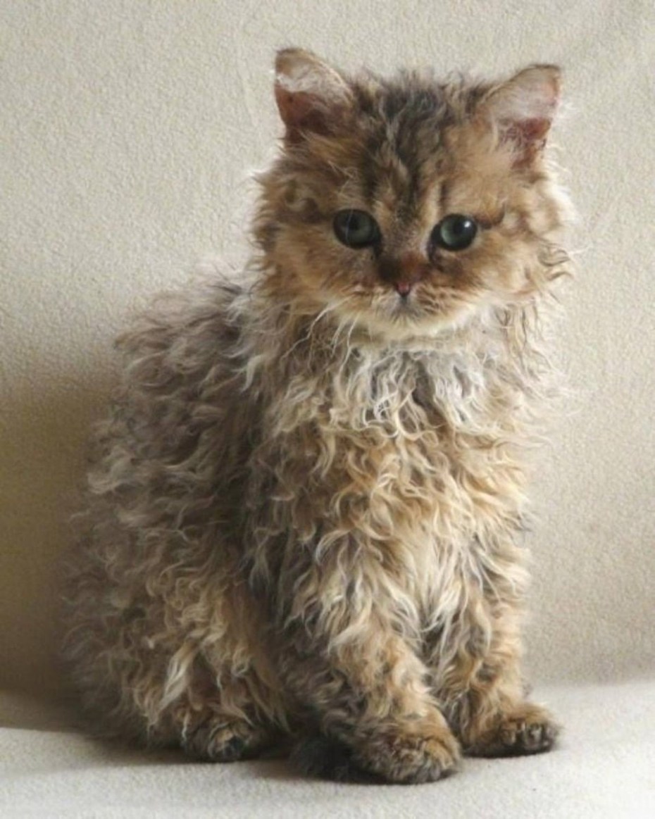 Кошка Селкирк рекс