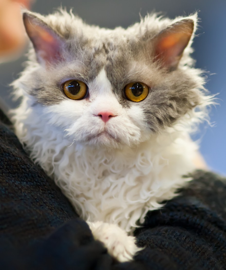 Кот Селкирк рекс