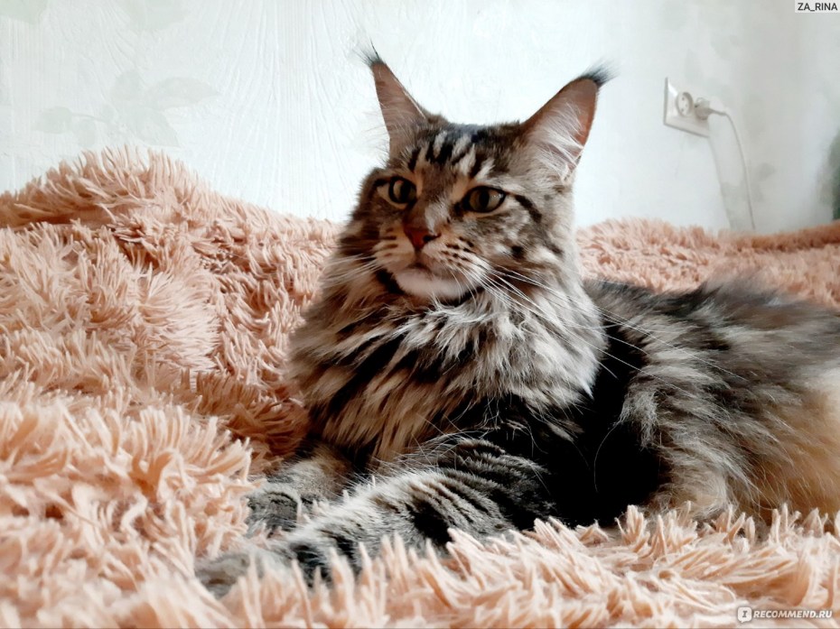 Кошка кушает корм