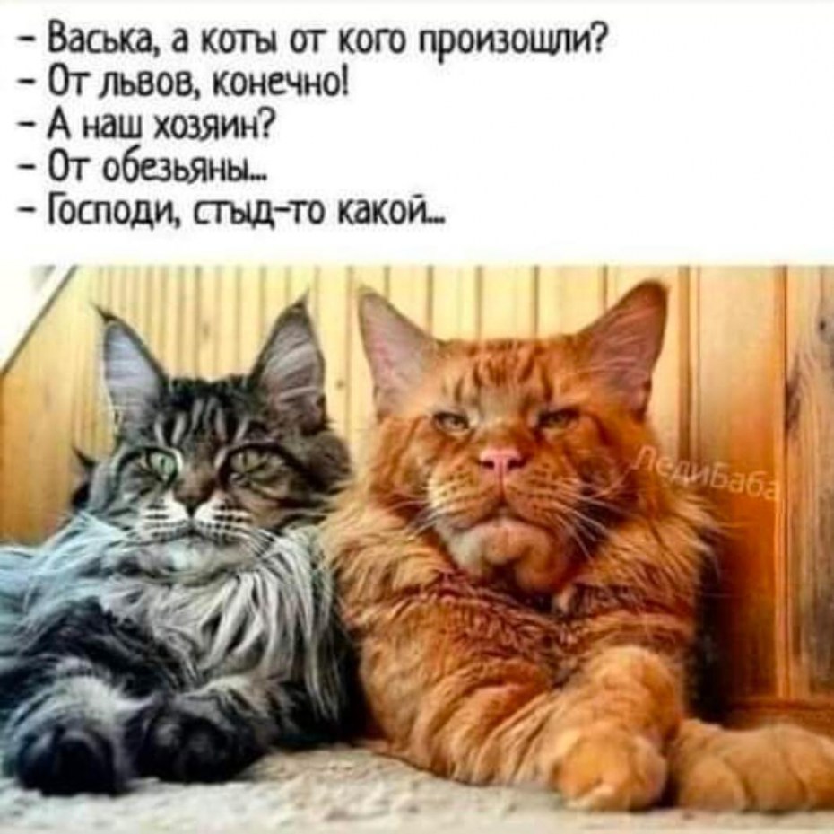 Семейка Мейн кунов