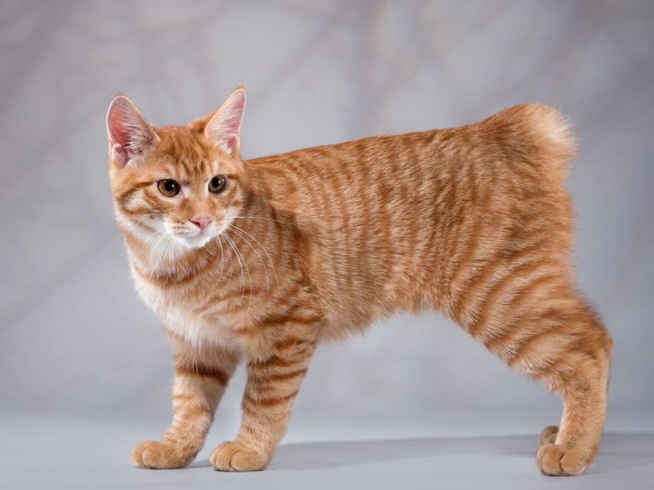 Рыжая короткошерстная кошка