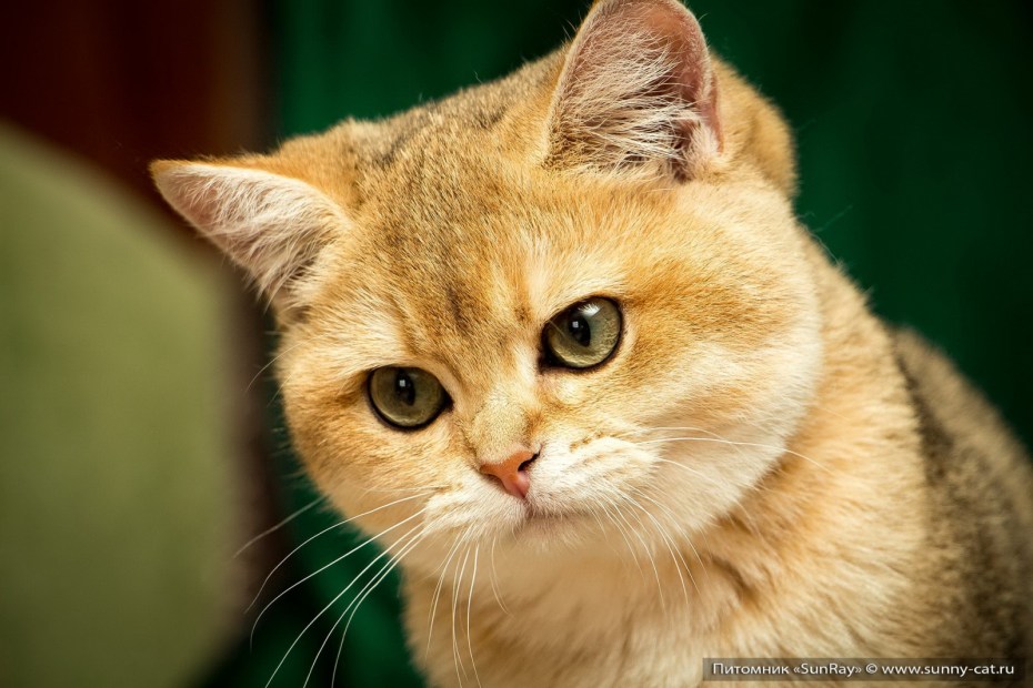 Европейский короткошерстный кот рыжий