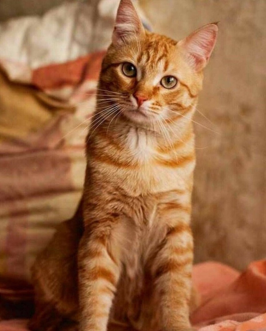 Рыжая короткошерстная кошка