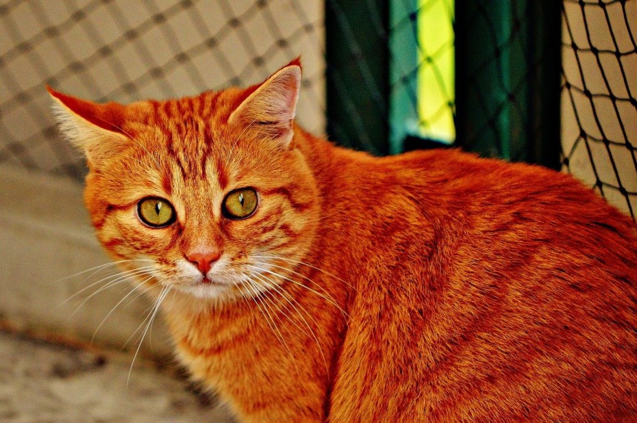 Европейский короткошерстный кот рыжий