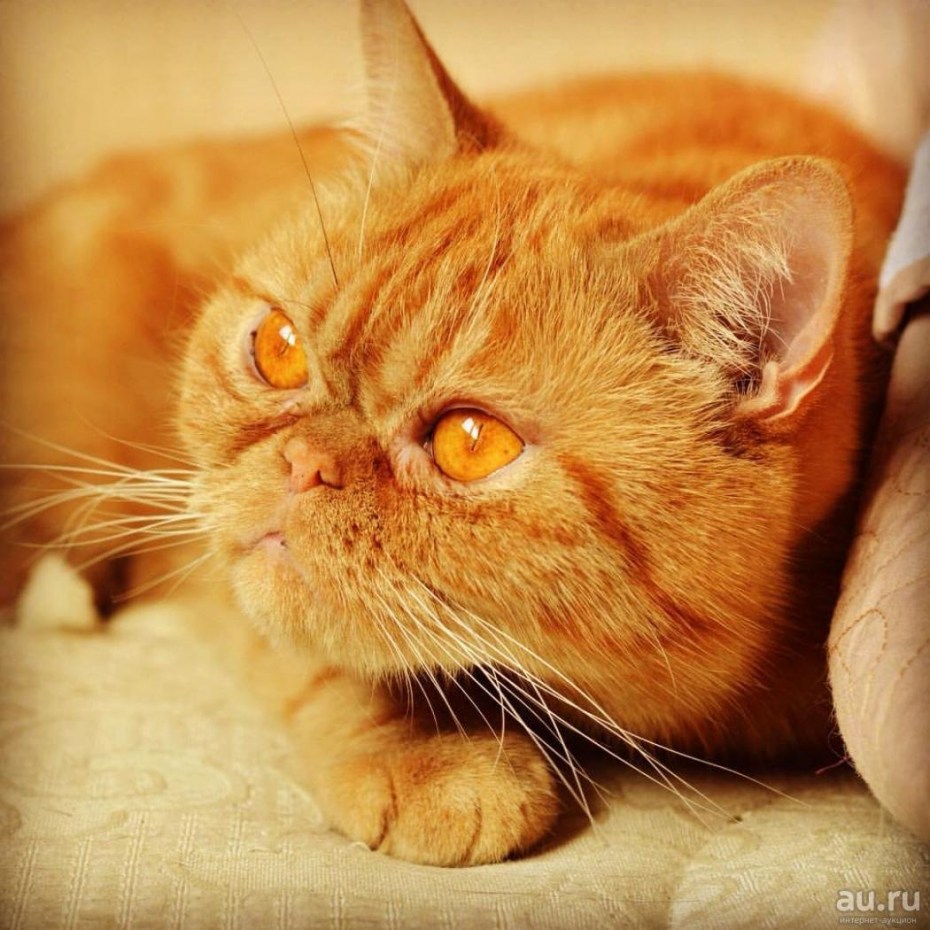 Британская прямоухая кошка рыжая